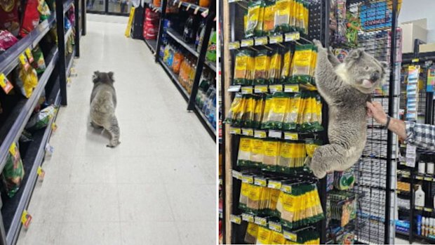 Kaelene Shervall - Meeniyan Victoria IGA Koala