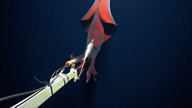 Squid attack
