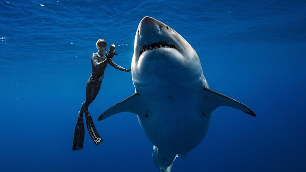 A shark researcher and advocate, swims with a large great white shark off the shore of Oahu. 
