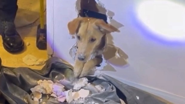 Dog Faye is rescued from inside the wall by firefighters