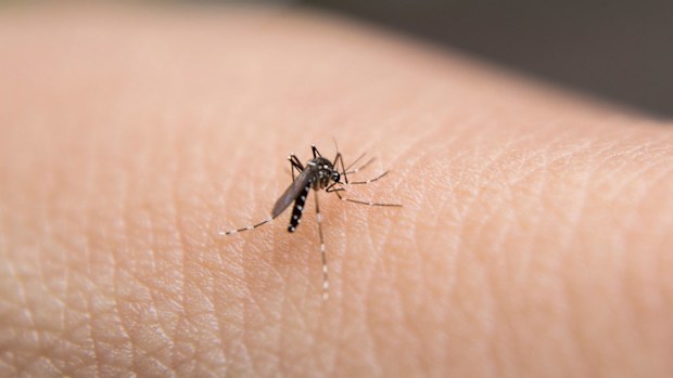 Mosquitoes, mozzies