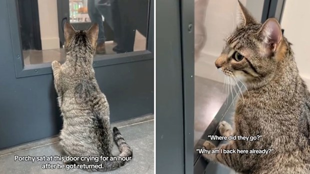 Porchy the cat was returned to the shelter less than two days after being adopted because he meowed for attention