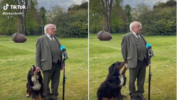 The Irish President couldn't resist giving his dog a little pet as he addressed the media.