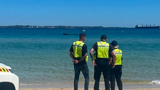 A sperm whale is beached on a sandbar at Perth's Rockingham Foreshore.
