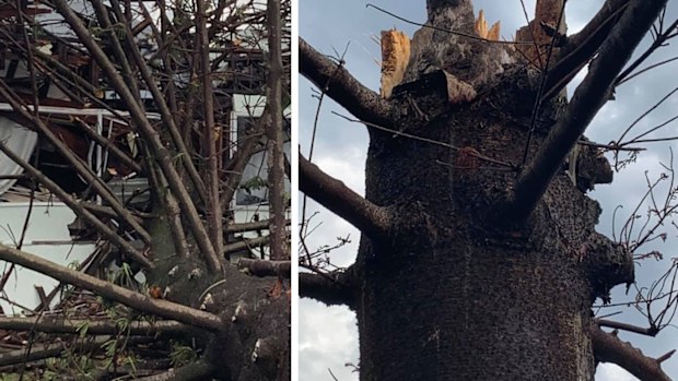 In Harrington, near Taree, a tree believed to be struck by lightning fell came crashing down on a house yesterday.