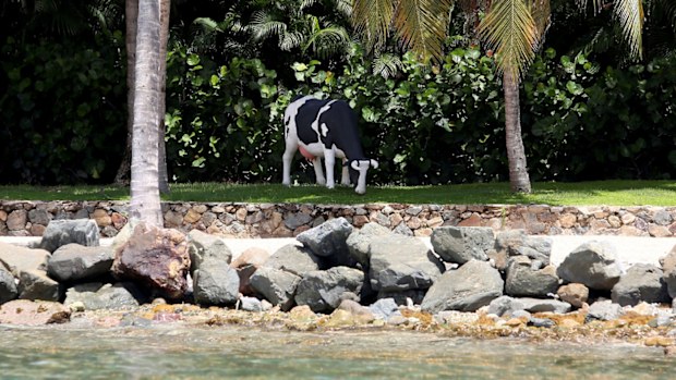 A life-size Holstein-Friesian cow statue that locals say was moved to a different spot weekly and sometimes even daily while Epstein lived there.