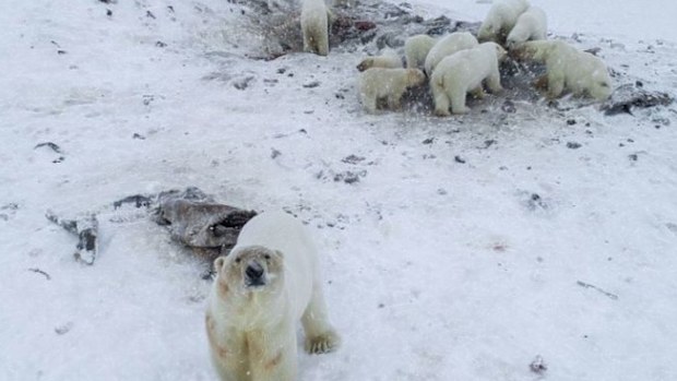 Dozens of polar bears have "invaded" a village in Russia's far north in search for food, prompting "bear patrols" around the village and halting public activities