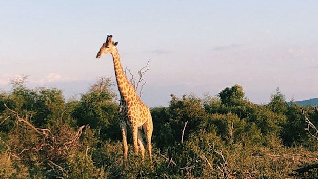 Madikwe Safari Lodge