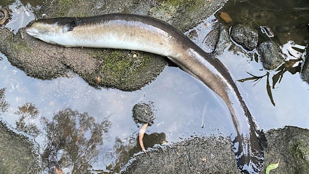 Images posted to the Save Flat Rock Gully Facebook page showed foam and dead eels and fish in the creek.