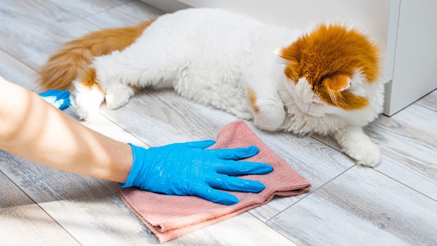 Cleaning the floor while a cat watches