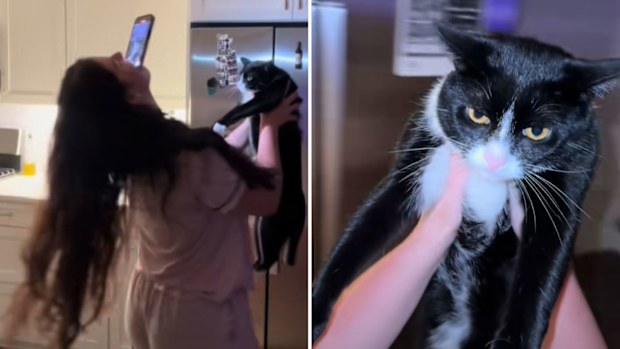 TikTok viral cat turning trend