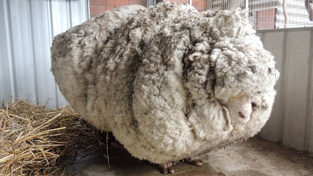 Chris, yielded 40 kilograms of wool  the equivalent of 30 sweaters  and sheded almost half his body weight. 