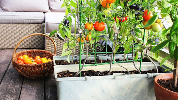 container vegie garden