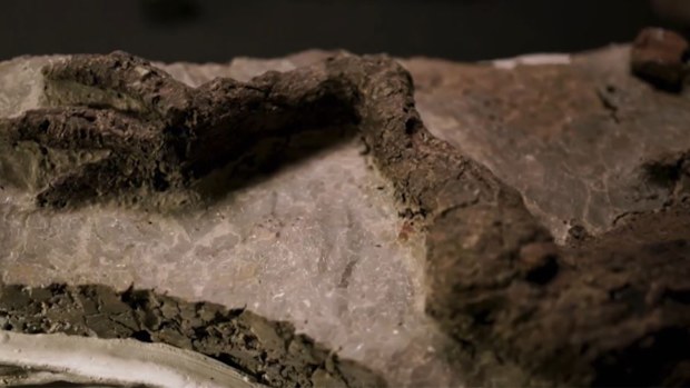 Tanis fossil site asteroid remains 