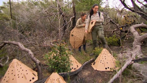 Cardboard city erected in Sydney for homeless mice, rats, lizards ...