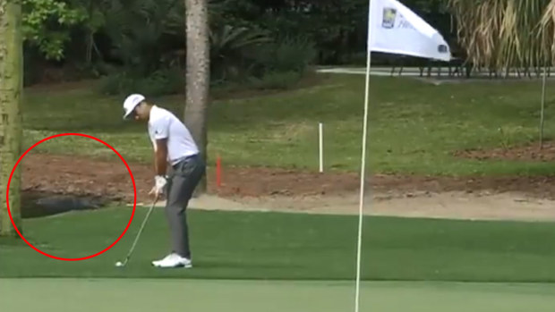 An alligator was in the gallery at RBC Heritage