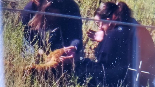 Dog found in wilderness with owner happily petting her.