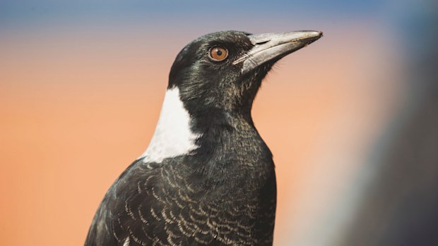 Magpie ingests and discharges tangled mass of plastic, balloons and rubber. 
