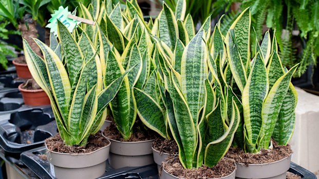 Sanseviera plants, snake plants, indoor plants, houseplants