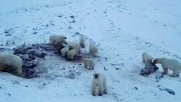 Dozens of polar bears have "invaded" a village in Russia's far north in search for food, prompting "bear patrols" around the village and halting public activities