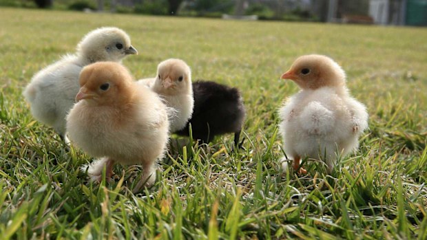 People should wash their hands with soap after handling backyard chickens.