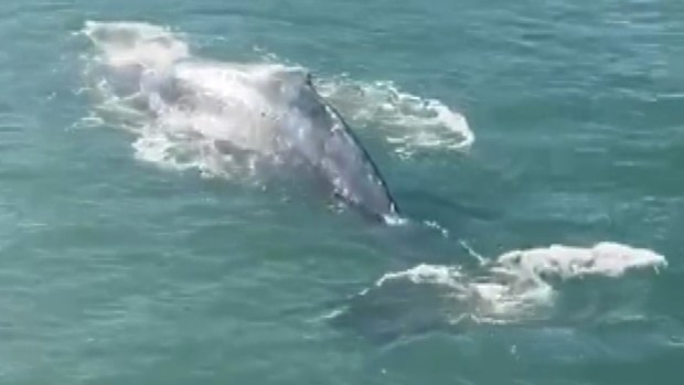 The humpback whale dazzled tourists and locals in Circular Quay this morning, with ferries halting operations momentarily. 