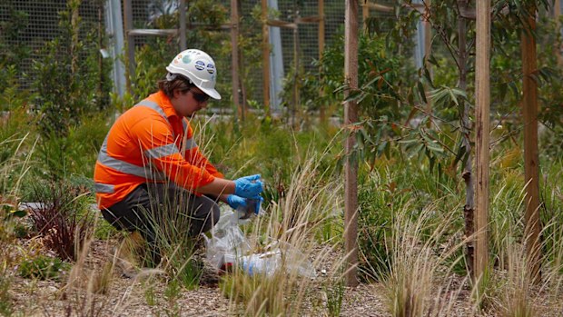 Workers collect asbestos samples for the EPA from the Rozelle Parklands.