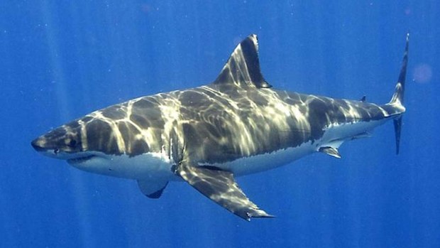 Great whites are believed to be responsible for a number of attacks along the NSW coast this year. (AAP)