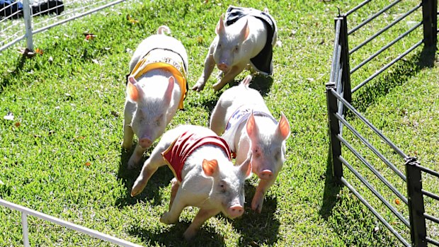 The pig races drew an appreciative audience.