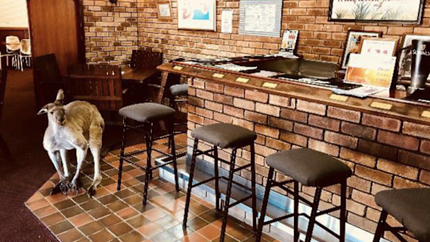 The friendly kangaroos regularly pay the bar a visit.