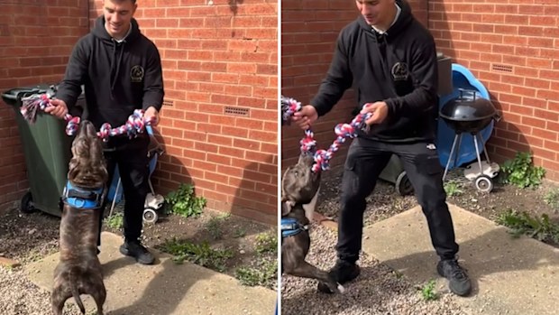 Dog trainer plays tug-of-war with Staffordshire terrier to release some energy before walk to stop him pulling on lead