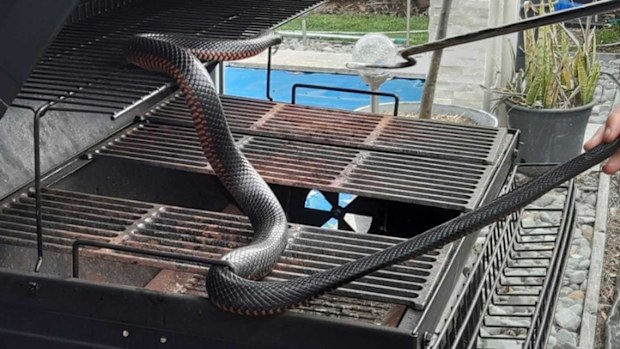 Red-bellied black snakes are among the most common serpents on the east coast.