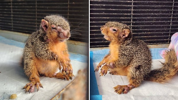 This squirrel suffering from squirrelpox was rescued by Halfway Home Wildlife Rehab in Michigan, USA, in July.