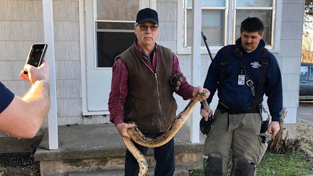 Butler County deputy fire chief Melvin Linot takes the boa constrictor from the house.