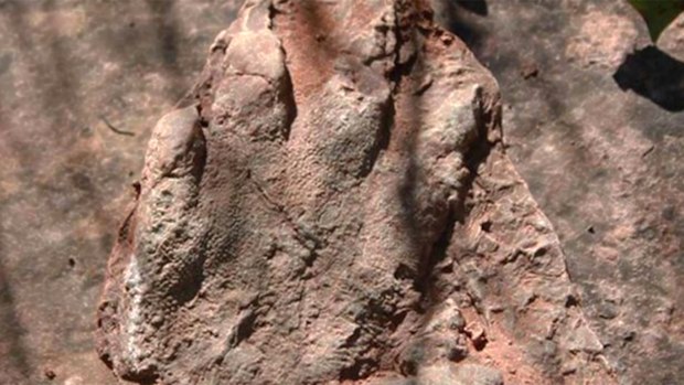 The archosaur fossil. (Catalonia Department of Culture)