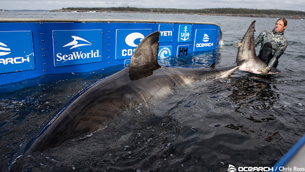 'Nukumi', the Queen of the Ocean, weighs 1606 kilograms and measures 5.23 metres in length.
