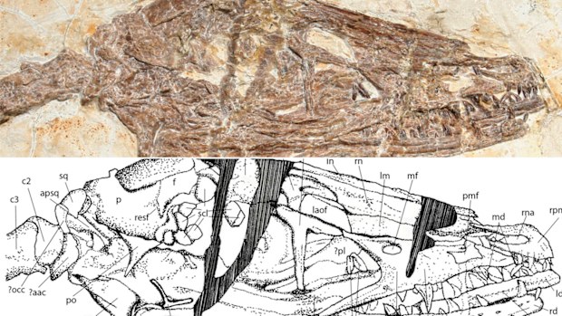 A closer look at the skull of the Wulong bohaiensis, or 'dancing dragon', along with a detailed drawing.