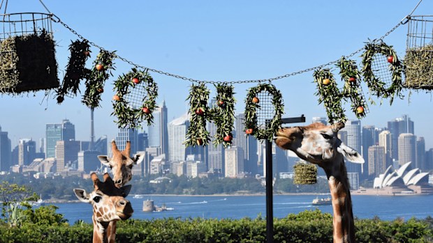 Taronga Zoo is open on Christmas Day