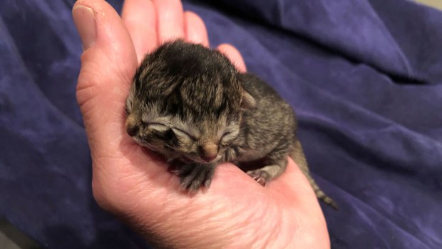 Biscuits and Gravy, the kitten with two faces, has died days after capturing the hearts of animal lovers all over the world.