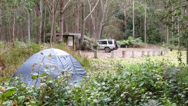 Mount Royal National Park where Michelle Pitmann and her son Dyaln went missing (Supplied).