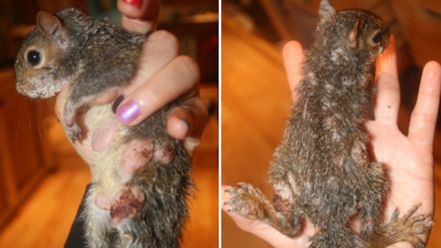 Two different squirrels suffering from squirrelpox.