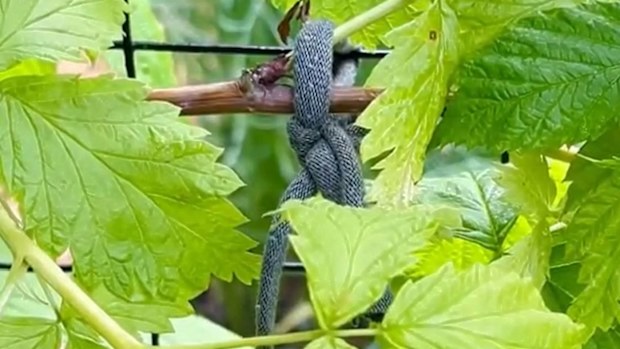 Gardening hacks TikTok