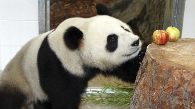 Fu Ni at Adelaide Zoo. (AAP)
