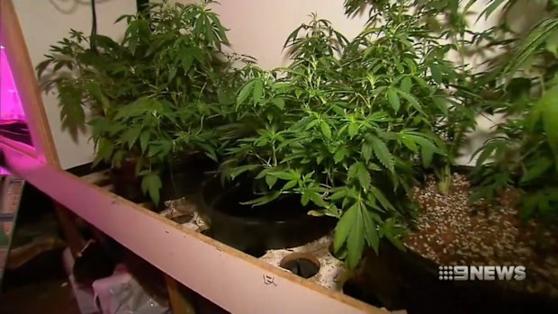 Cannabis raid, Perth, October 2019