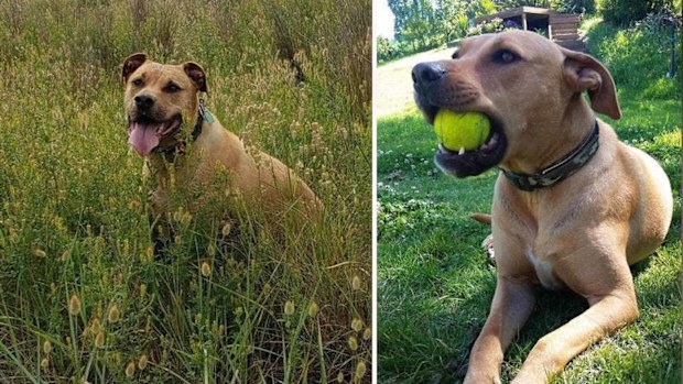 Sarge was put down in error, mistaken for another dog due to be euthanised.