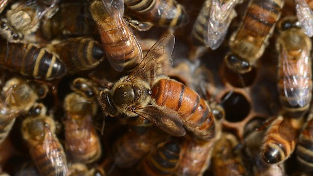 Up to 10,000 rare bees have been killed after an attack on Wisbech Castle in Cambridgeshire, England. (AAP)