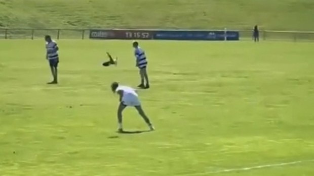 The bird proved to be fierce opposition