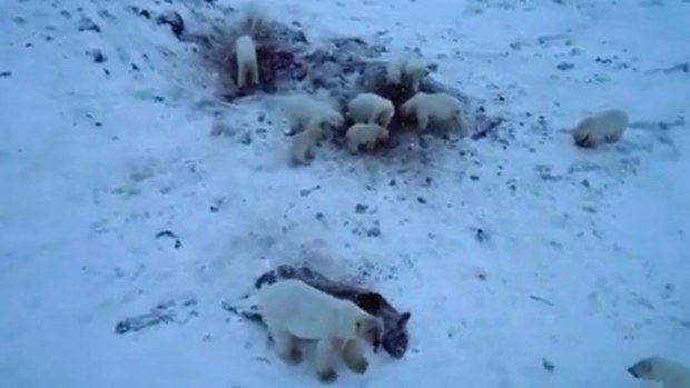 Dozens of polar bears have "invaded" a village in Russia's far north in search for food, prompting "bear patrols" around the village and halting public activities