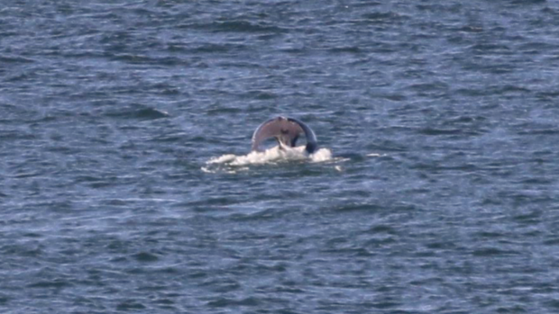 Wildlife scientist Vanessa Pirotta caught sight of the whale, which she has nicknamed 'Curly', in 2016. A whale with a similar curved fluke was then spotted on the Gold Coast in 2017. 