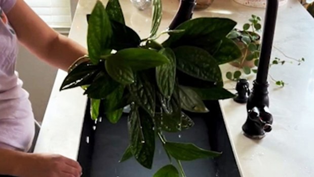 Plant hacks